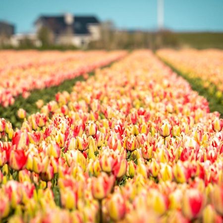 Luxe Vakantielodge In Callantsoog Aan Zee ภายนอก รูปภาพ