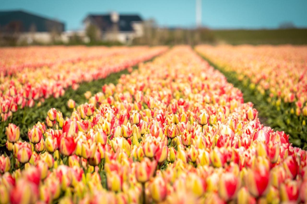 Luxe Vakantielodge In Callantsoog Aan Zee ภายนอก รูปภาพ